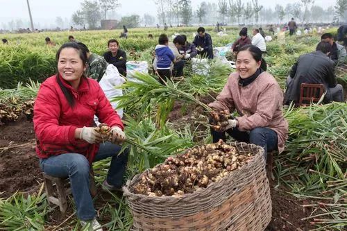 生姜洗头有多好？用了才知道，防脱还控油！99%的人竟然不知道